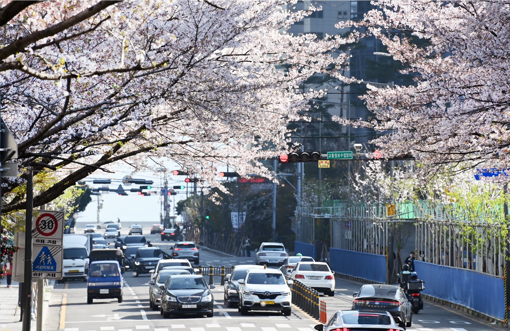 해운대 벚꽃 16