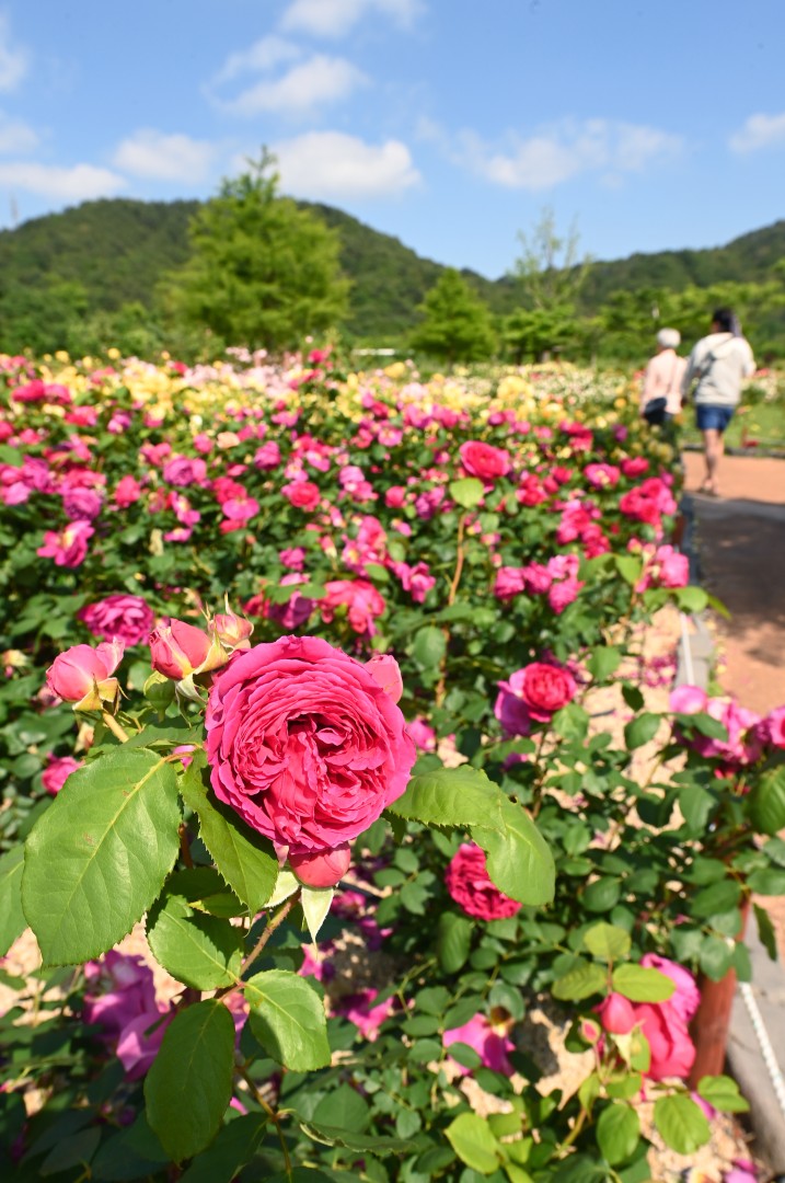 해운대수목원 장미원 스케치 43