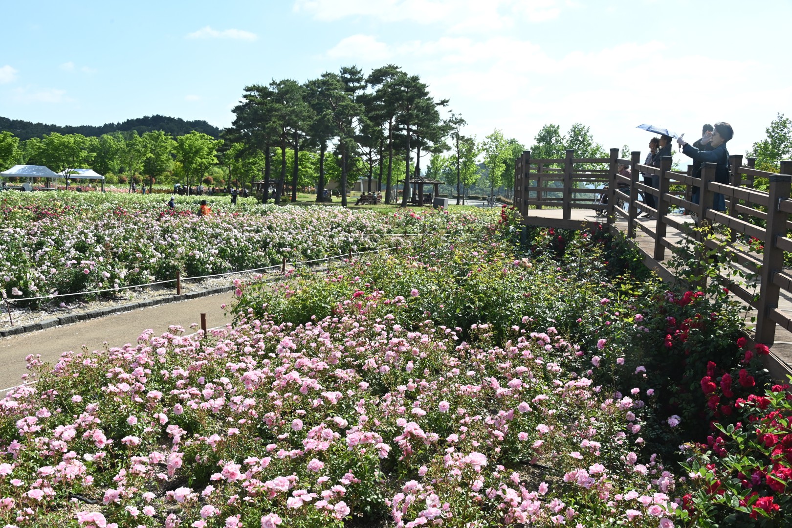 해운대수목원 장미원 스케치 39