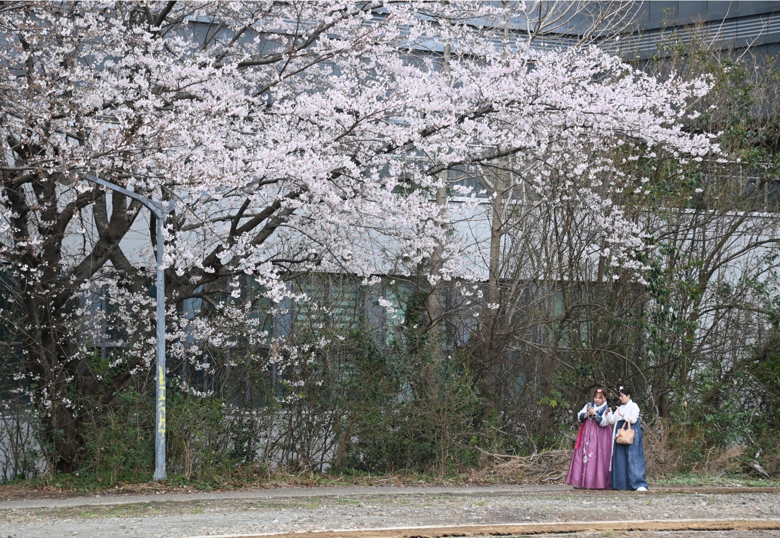 구 해운대 역사 벚꽃 4