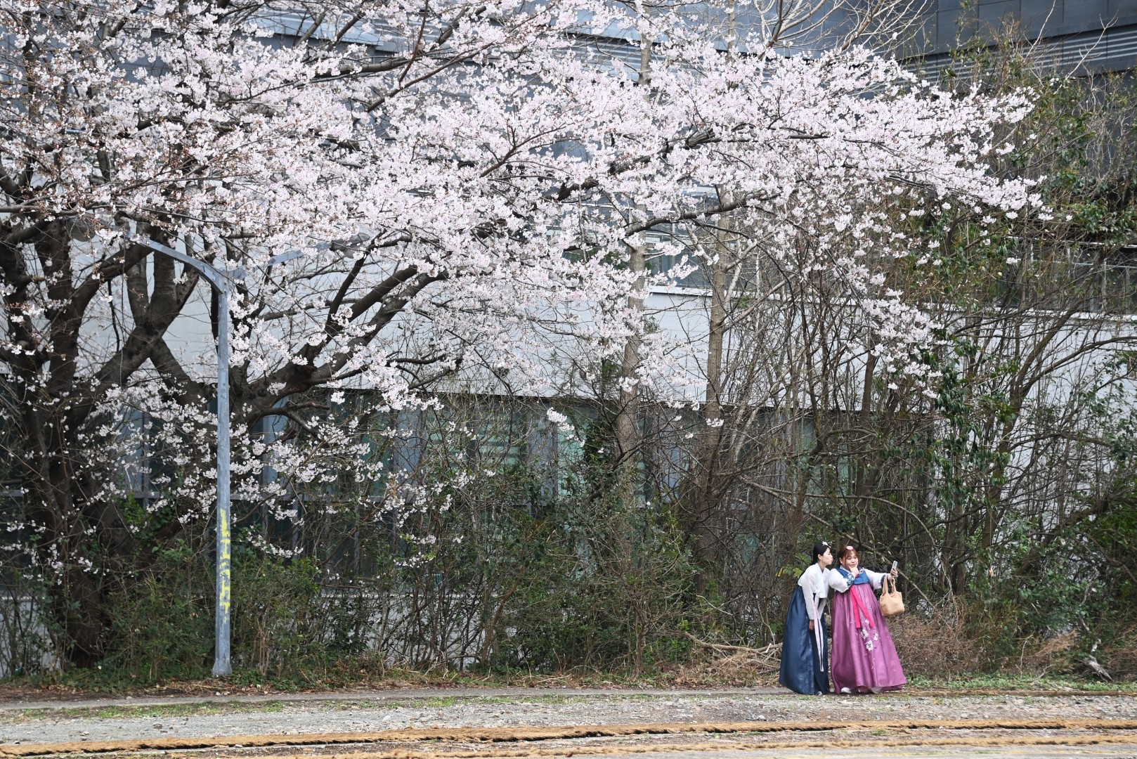 구 해운대 역사 벚꽃 1