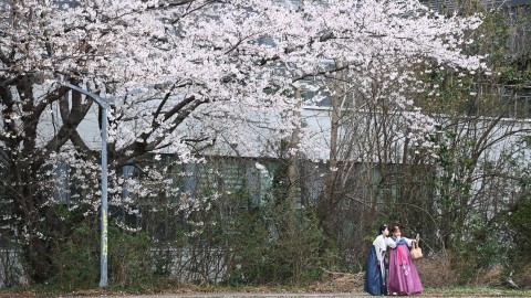 구 해운대 역사 벚꽃