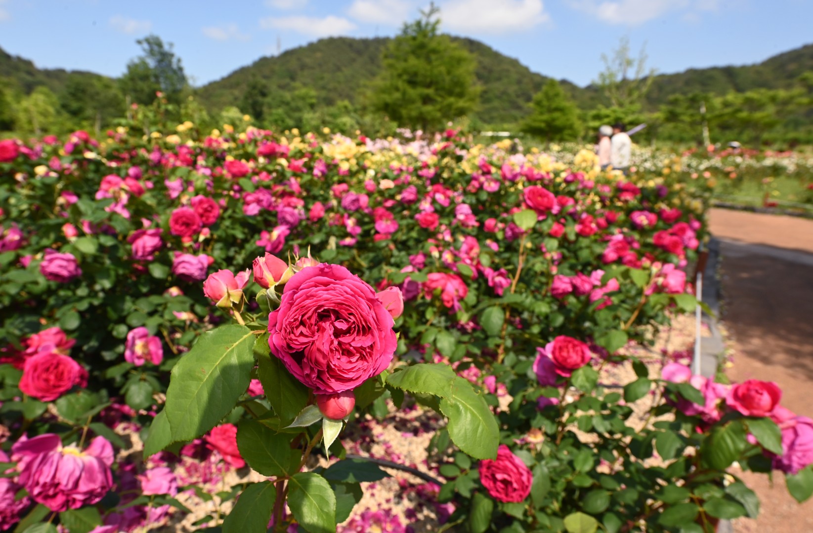 해운대수목원 장미원 스케치 6