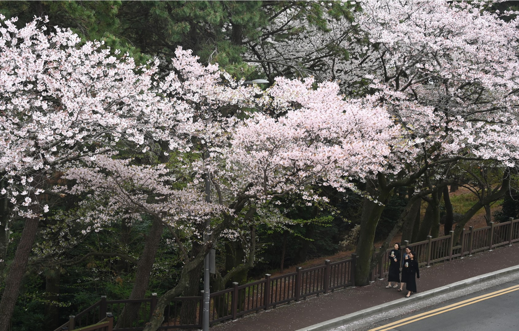 달맞이 벚꽃 2