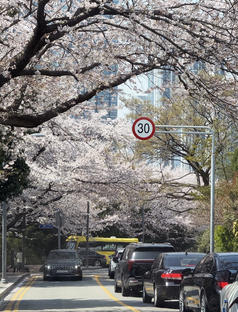 해운대 벚꽃 24