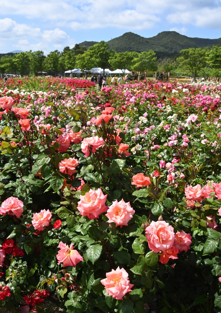 해운대수목원 장미원 스케치 14