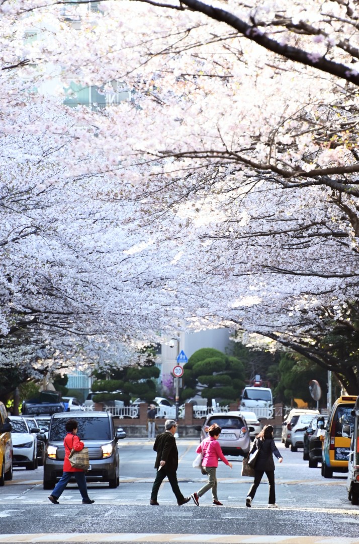 해운대 벚꽃 20