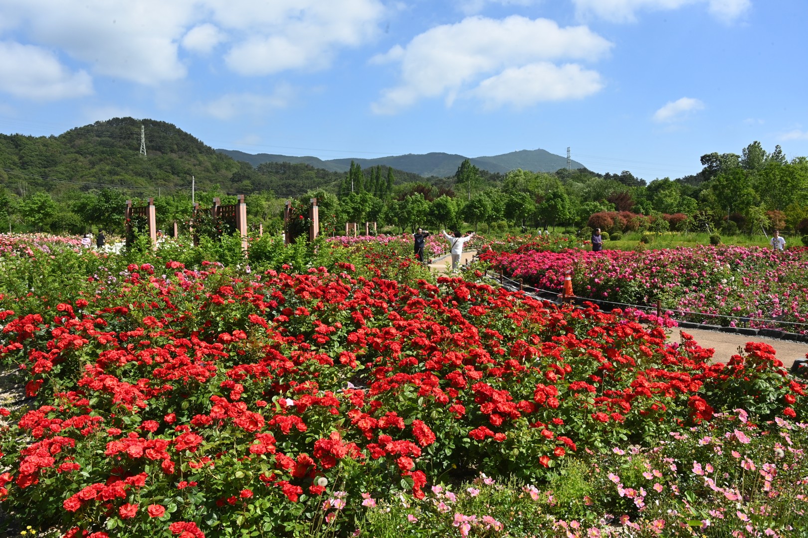 해운대수목원 장미원 스케치 23