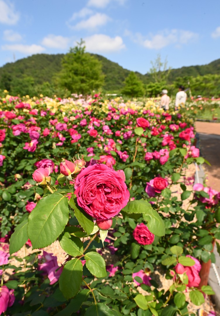 해운대수목원 장미원 스케치 7