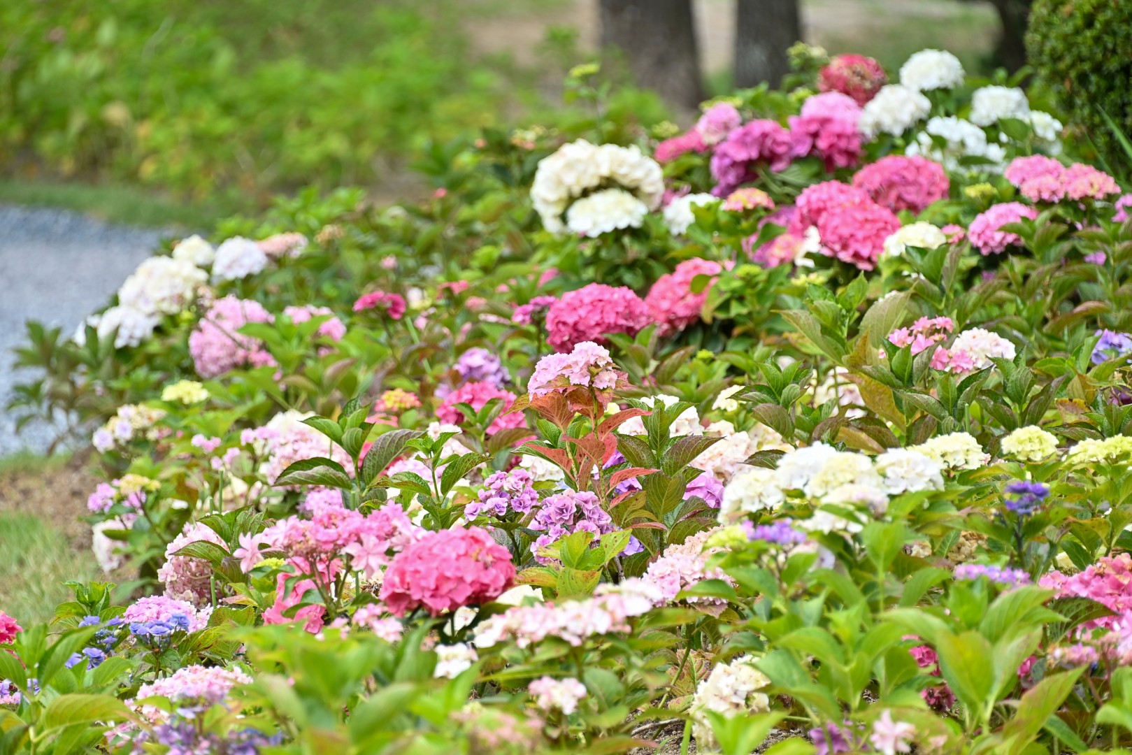 동백숲조성 준공식 15
