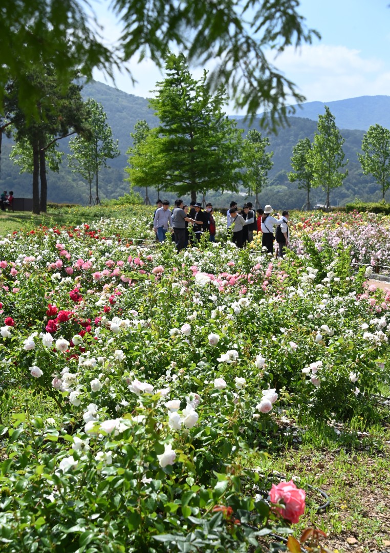 해운대수목원 장미원 스케치 10