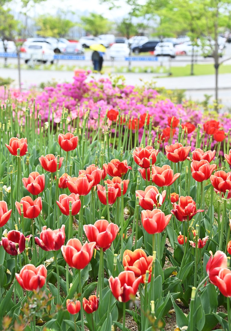 해운대수목원 튤립 8