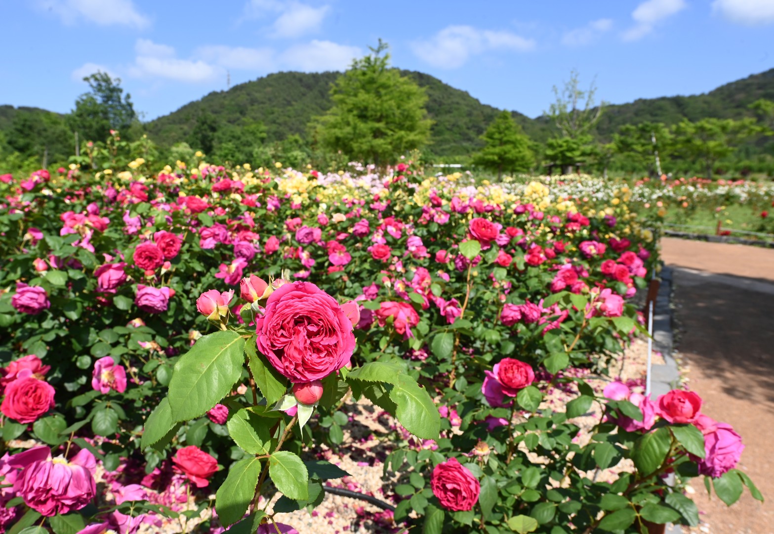 해운대수목원 장미원 스케치 33