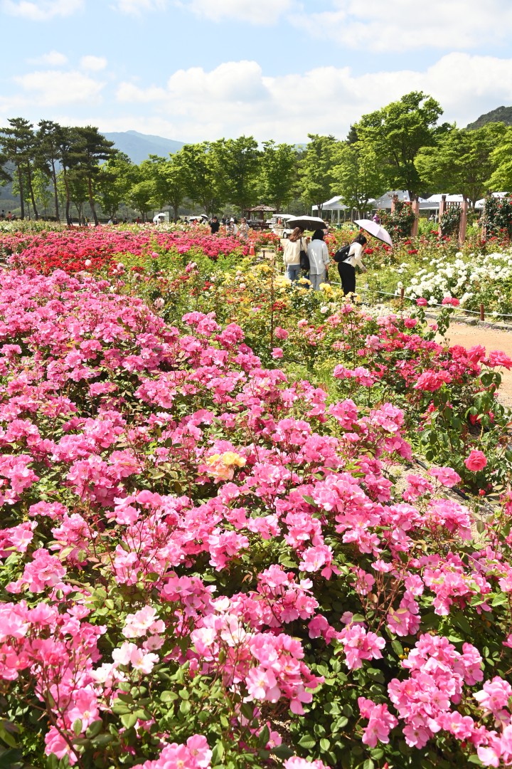 해운대수목원 장미원 스케치 12
