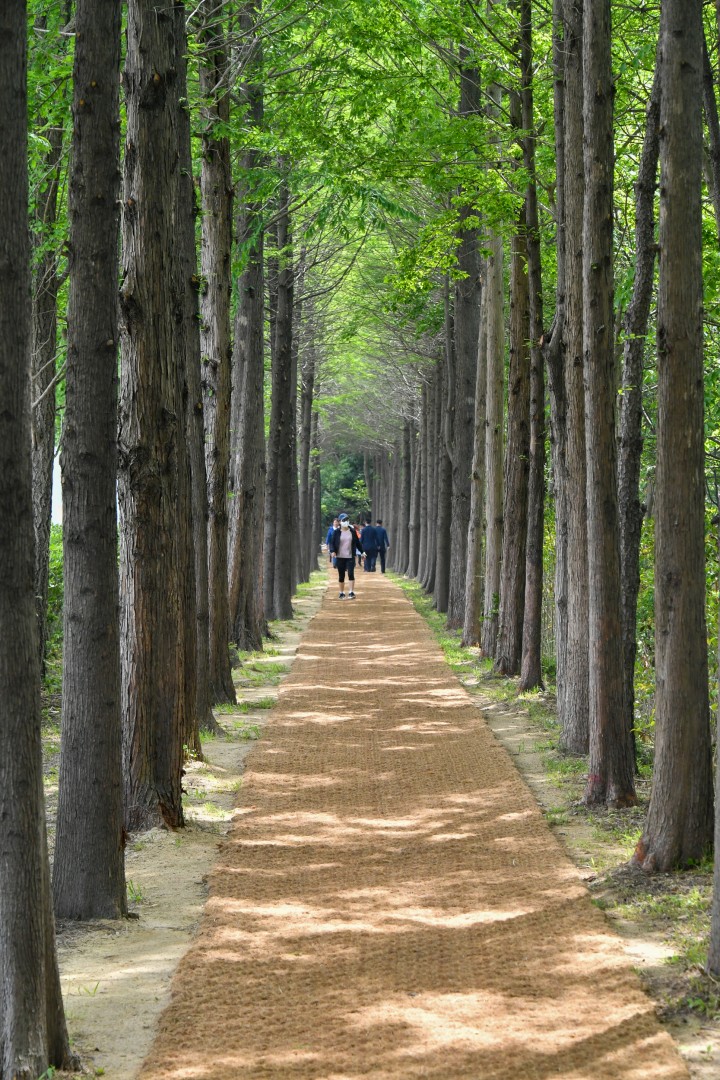 송정 옛길 복원사업 준공식 4