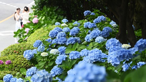 달맞이 수국 스케치