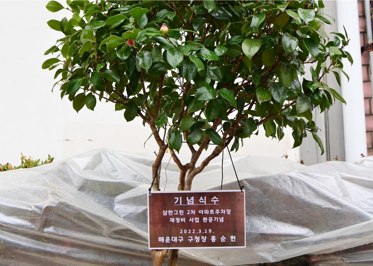삼한2차아파트 기념식수 11