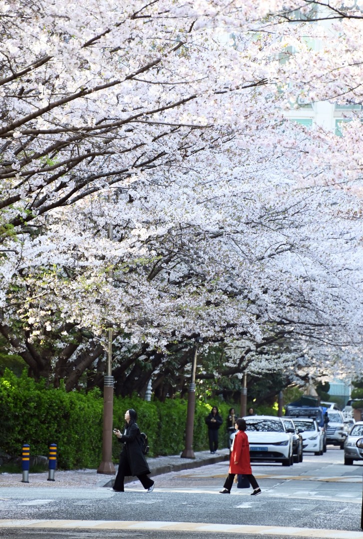 해운대 벚꽃 21