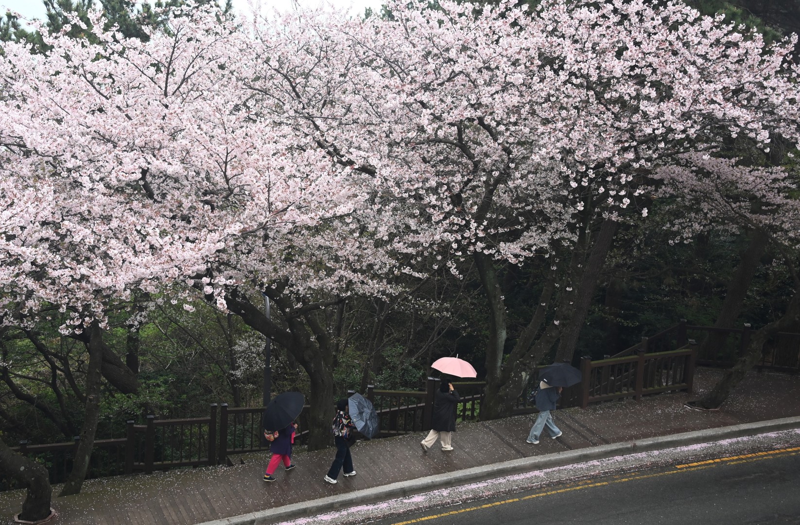 달맞이 벚꽃 14