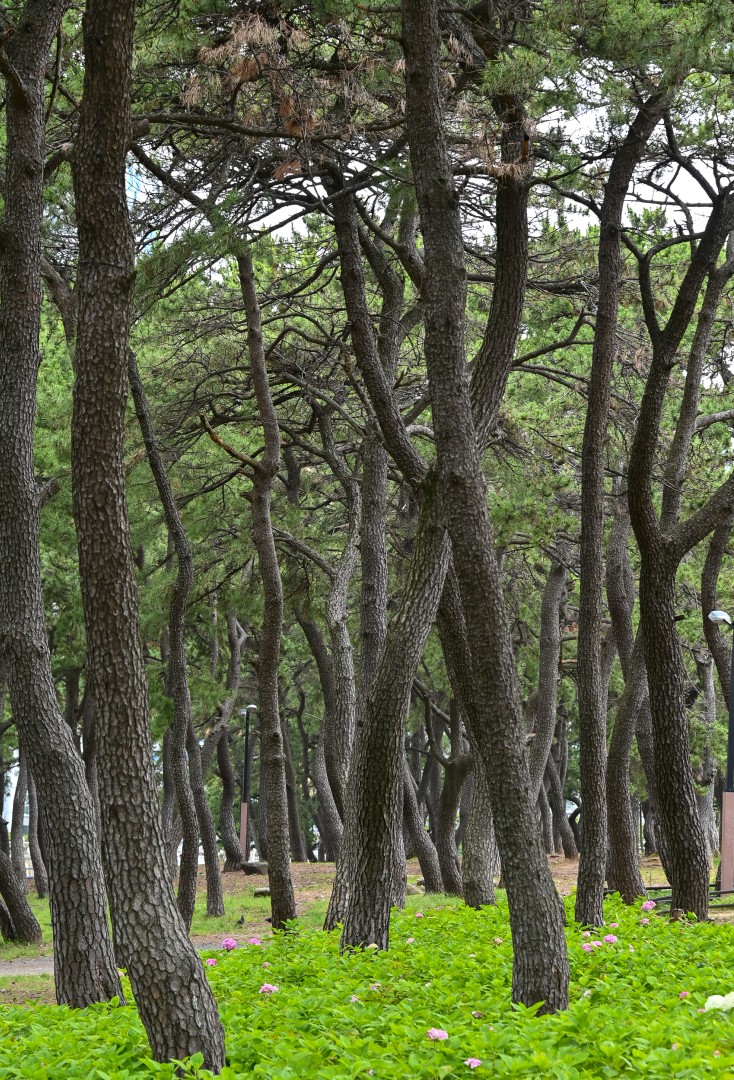 동백숲조성 준공식 14
