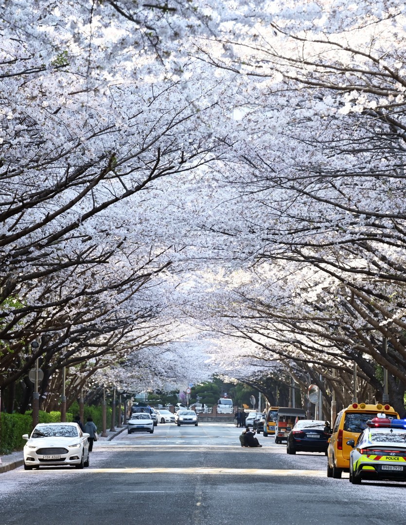 해운대 벚꽃 19
