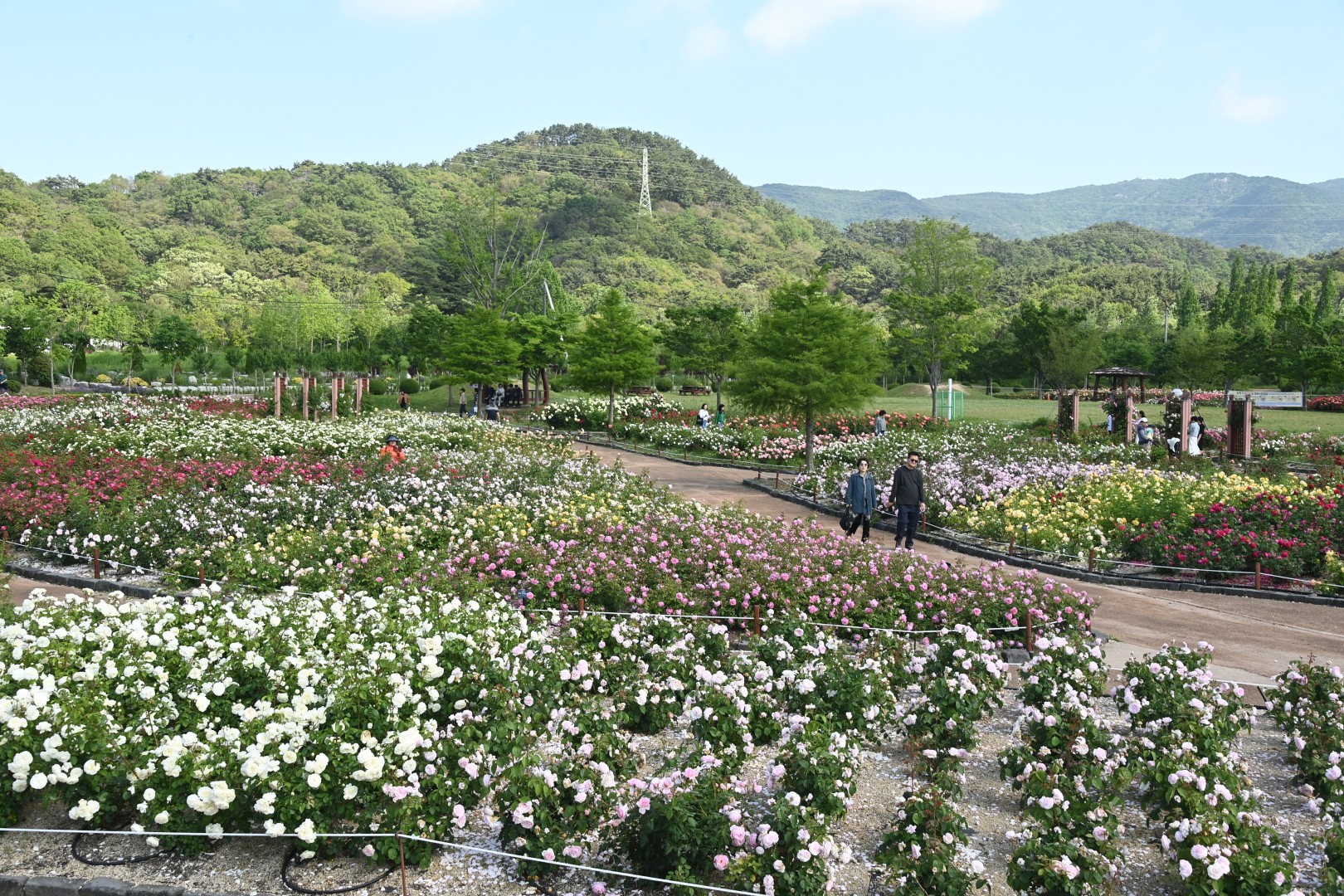 해운대수목원 장미원 스케치 37
