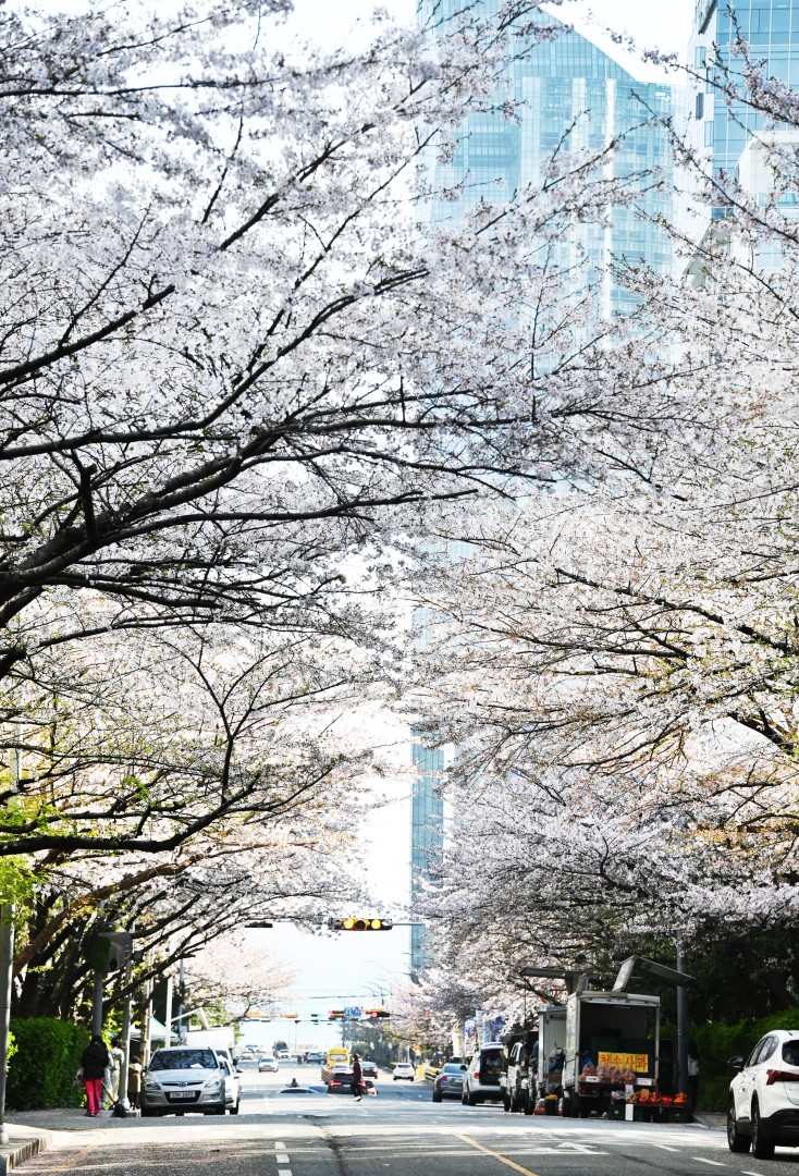 해운대 벚꽃 23