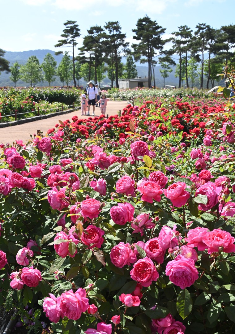 해운대수목원 장미원 스케치 19