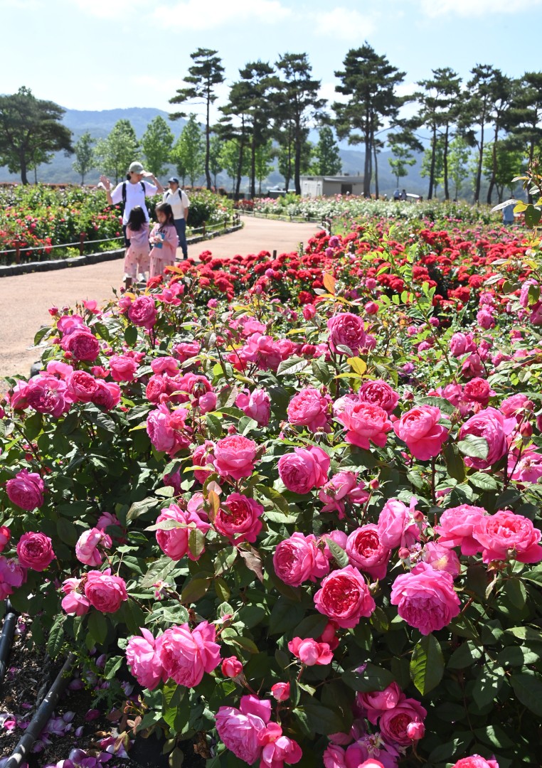 해운대수목원 장미원 스케치 20