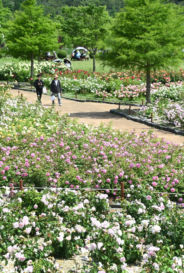 해운대수목원 장미원 스케치 8