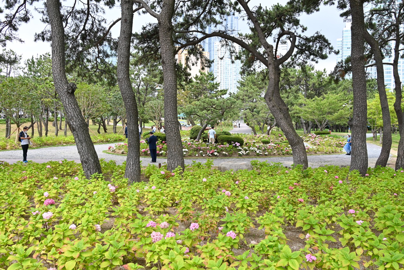 동백숲조성 준공식 12
