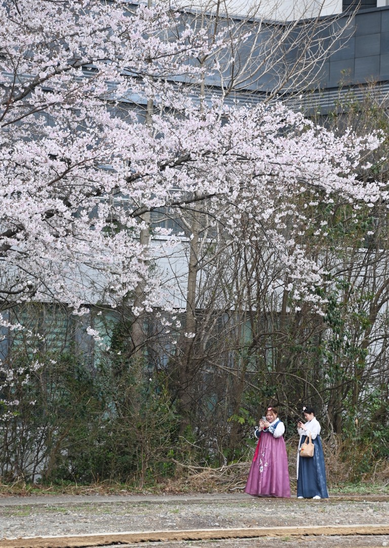 구 해운대 역사 벚꽃 3