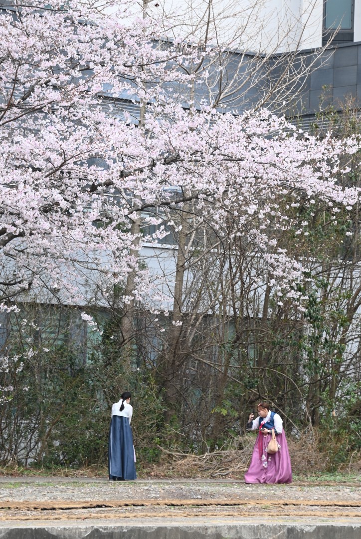구 해운대 역사 벚꽃 5