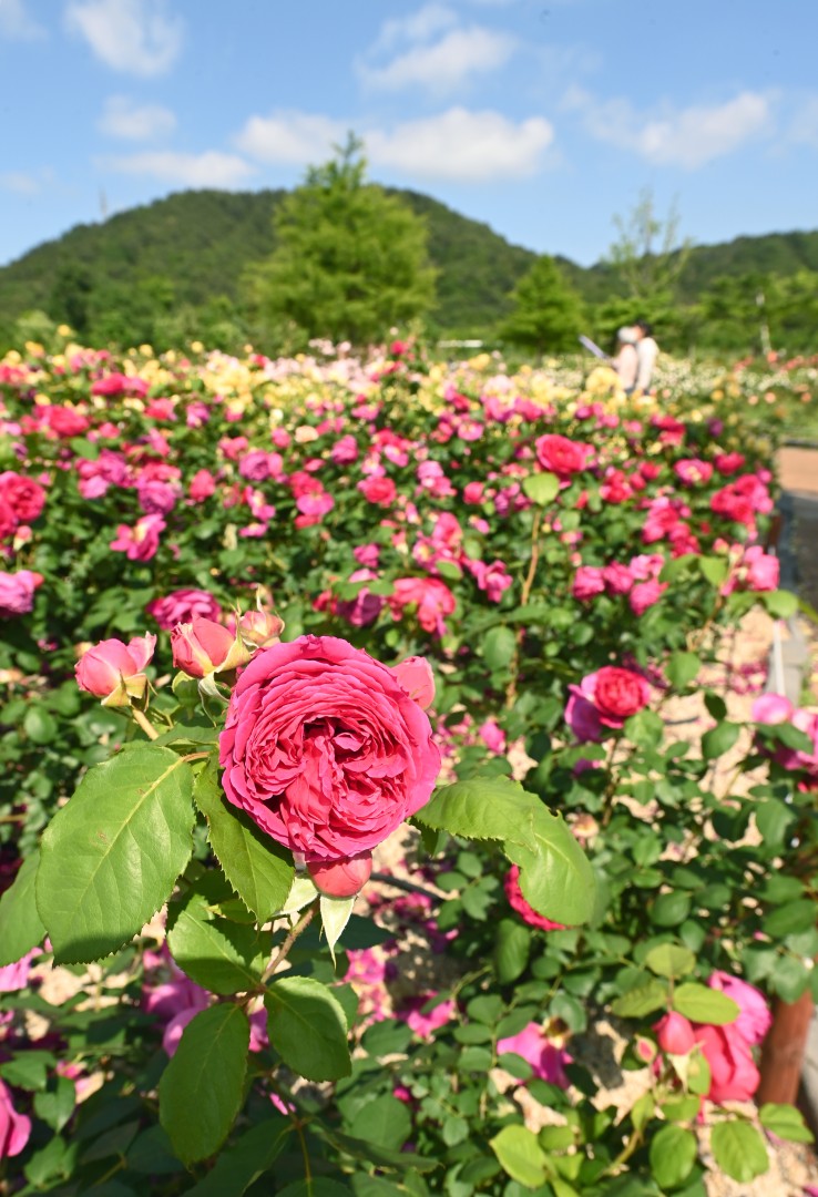 해운대수목원 장미원 스케치 4