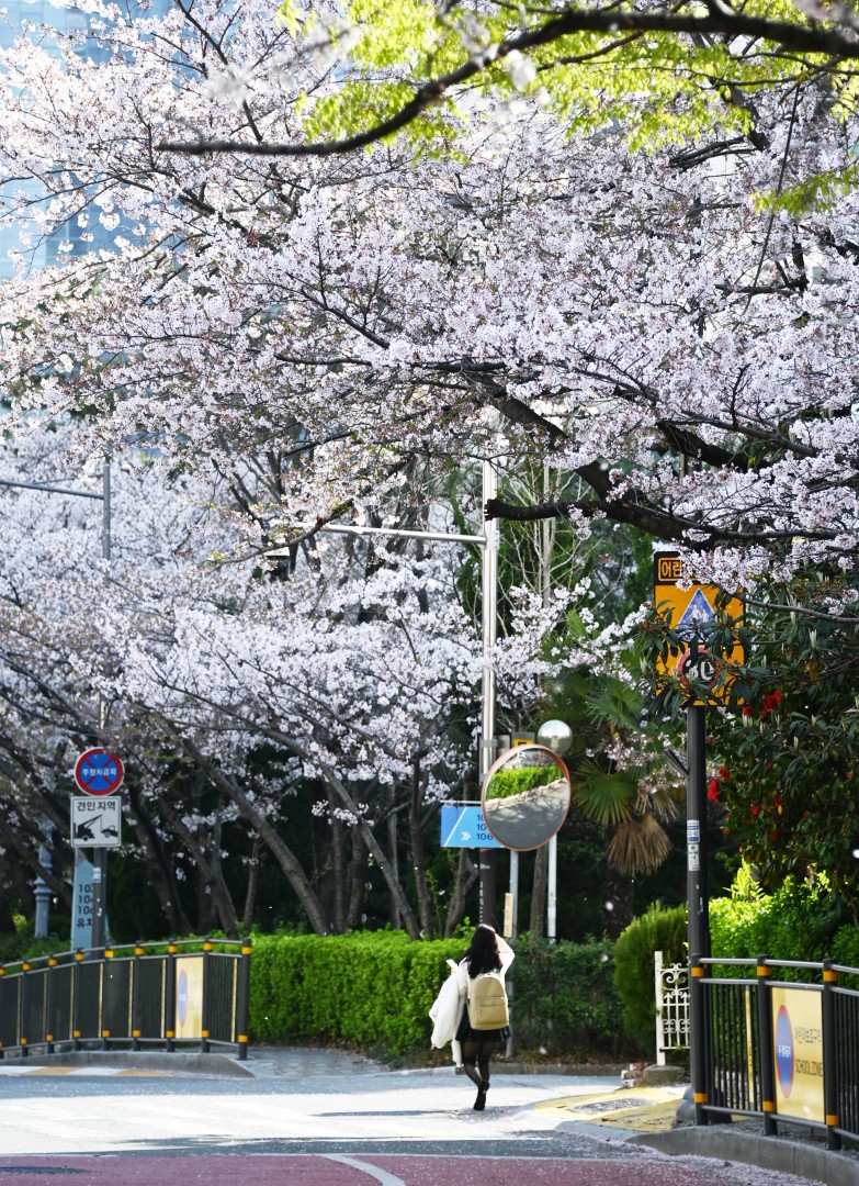 해운대 벚꽃 14