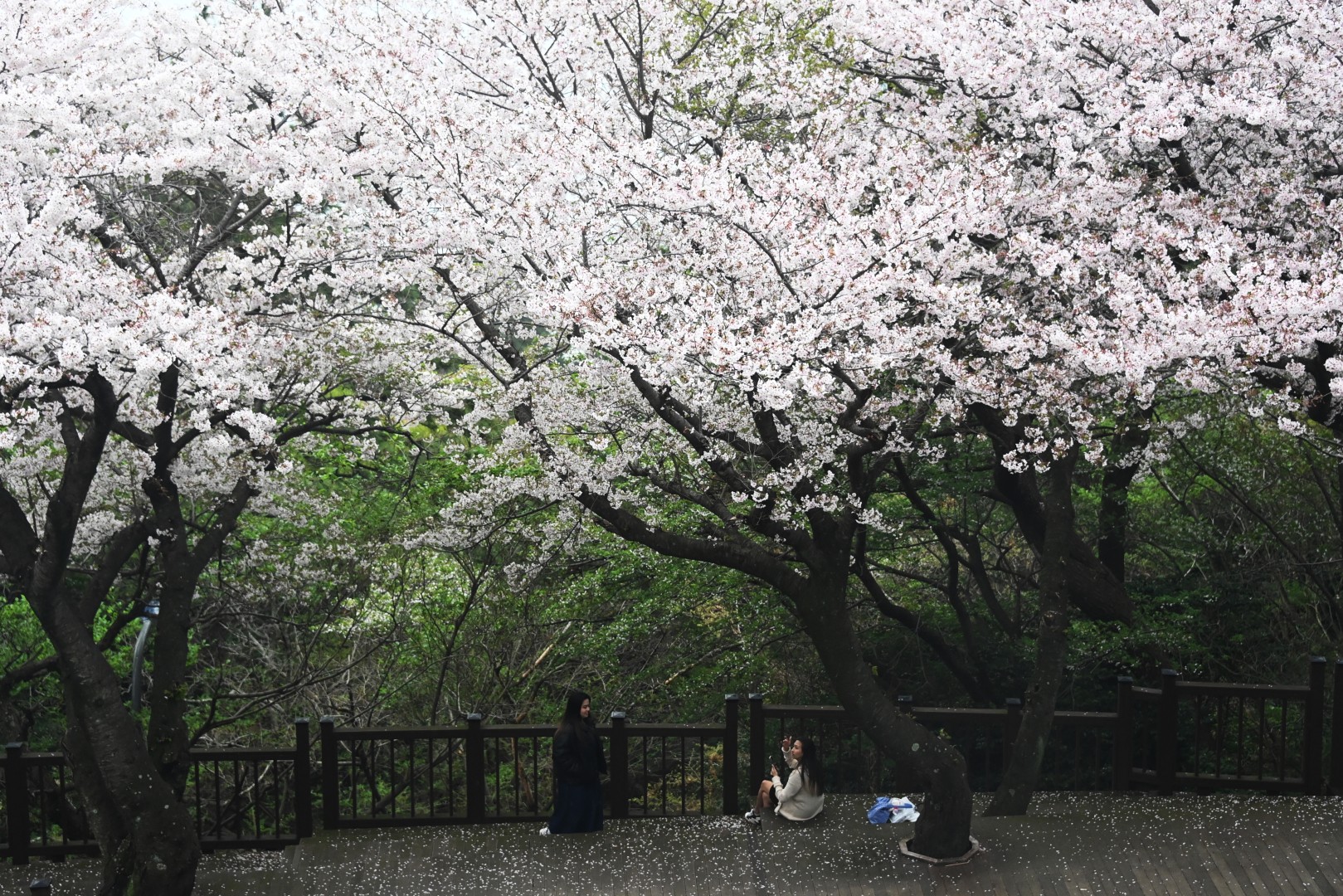 달맞이 벚꽃 21