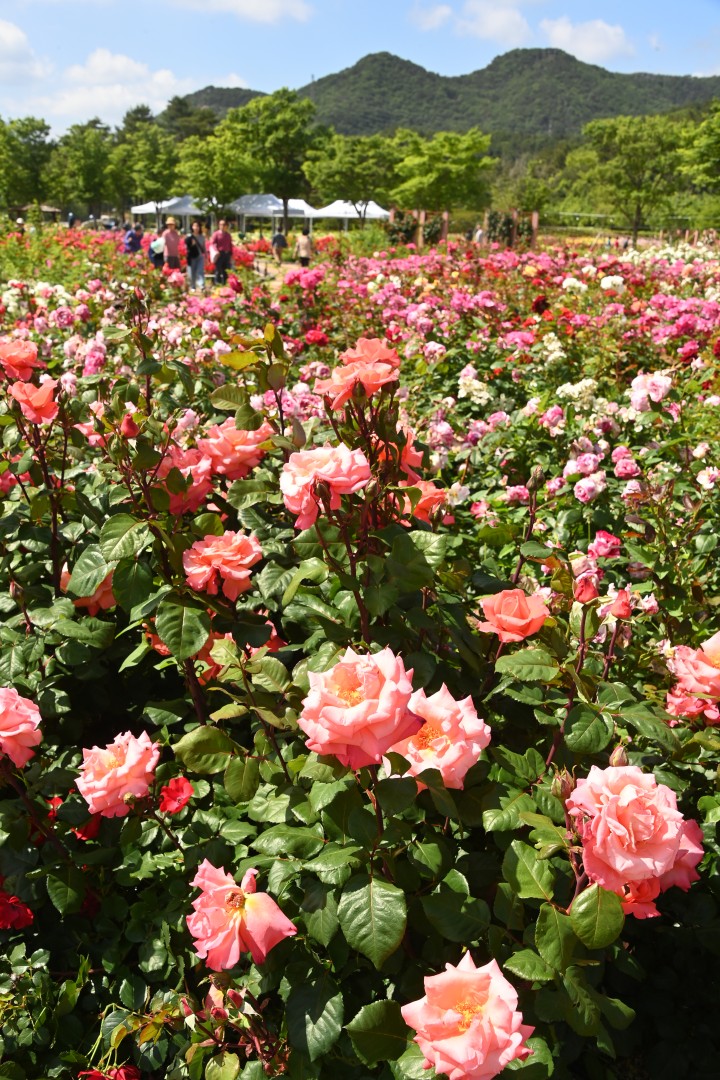 해운대수목원 장미원 스케치 15