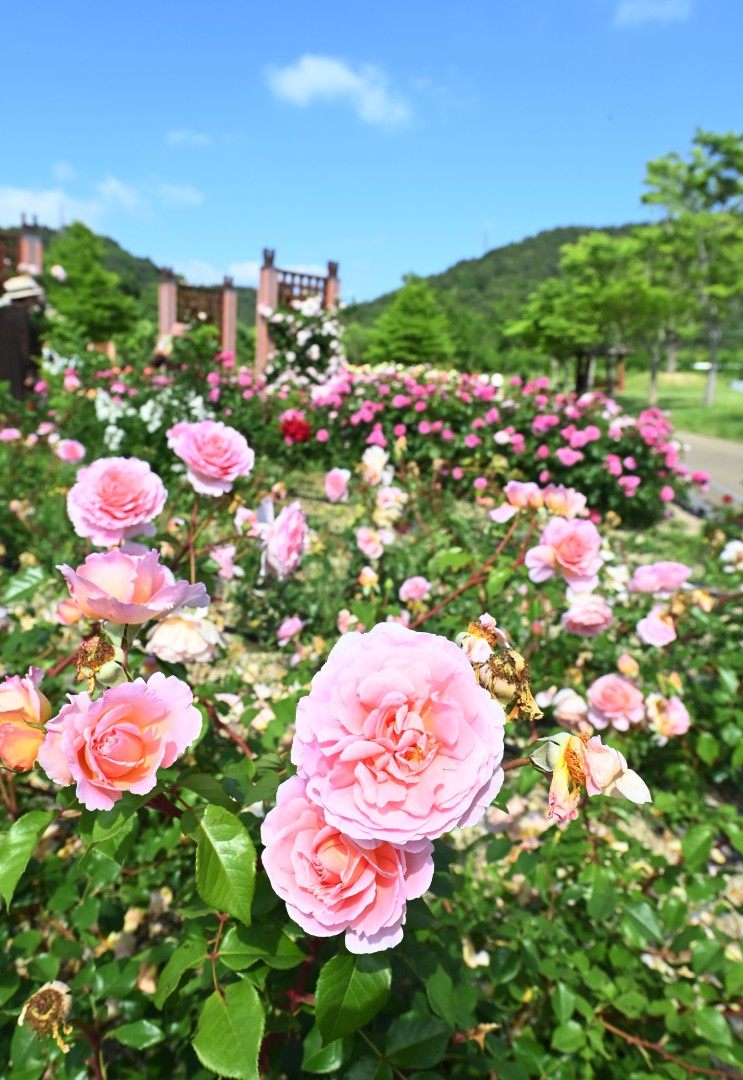 해운대수목원 장미원 스케치 30