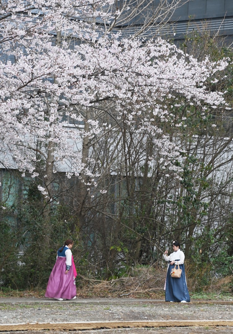 구 해운대 역사 벚꽃 2