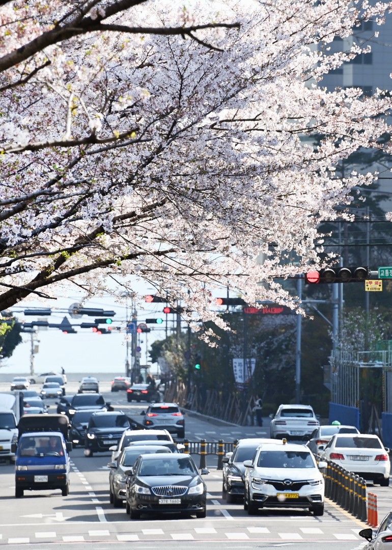 해운대 벚꽃 15
