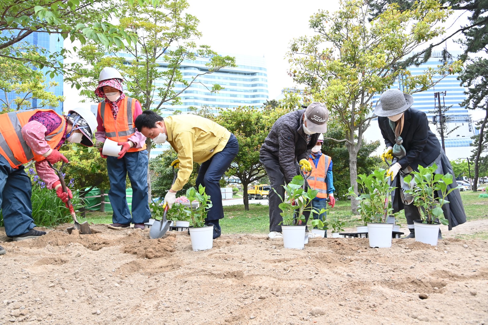 수국 군락지 조성공사 15