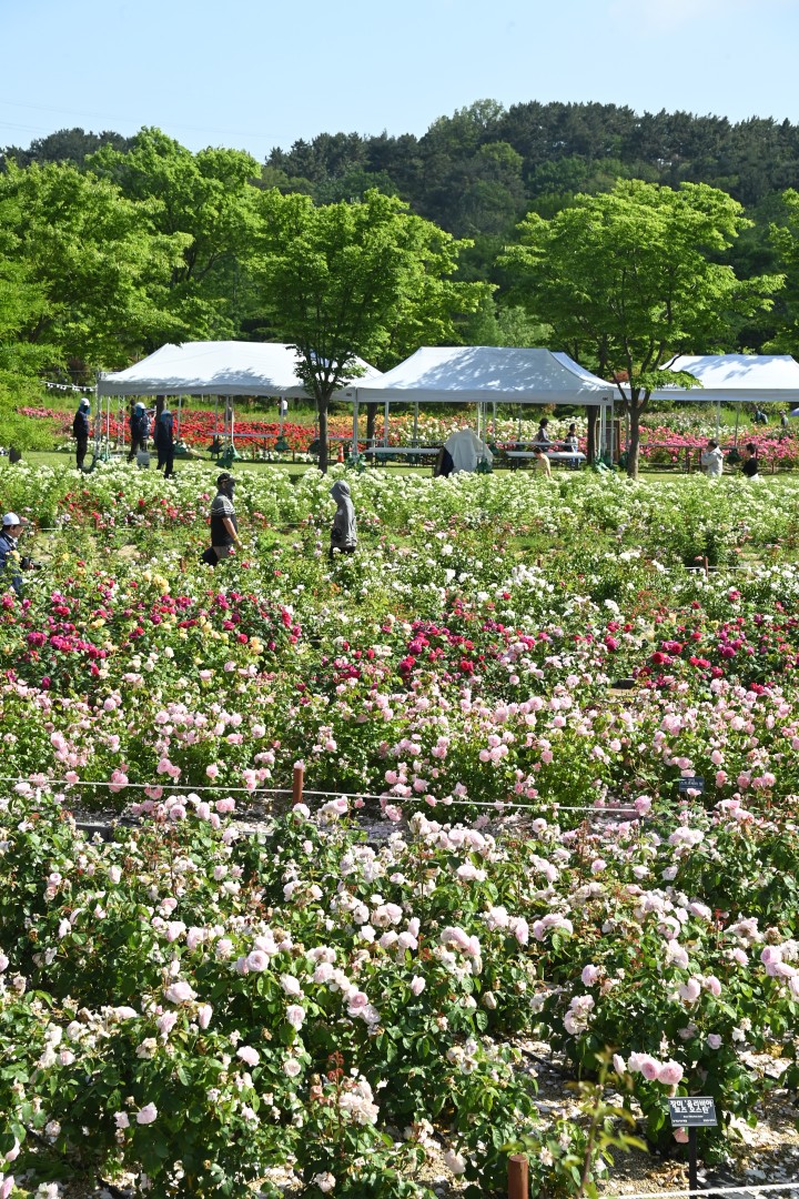 해운대수목원 장미원 스케치 38