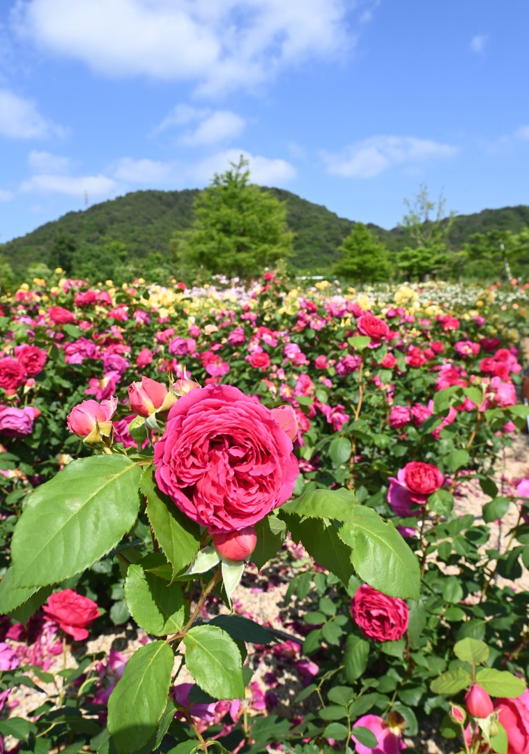해운대수목원 장미원 스케치 42
