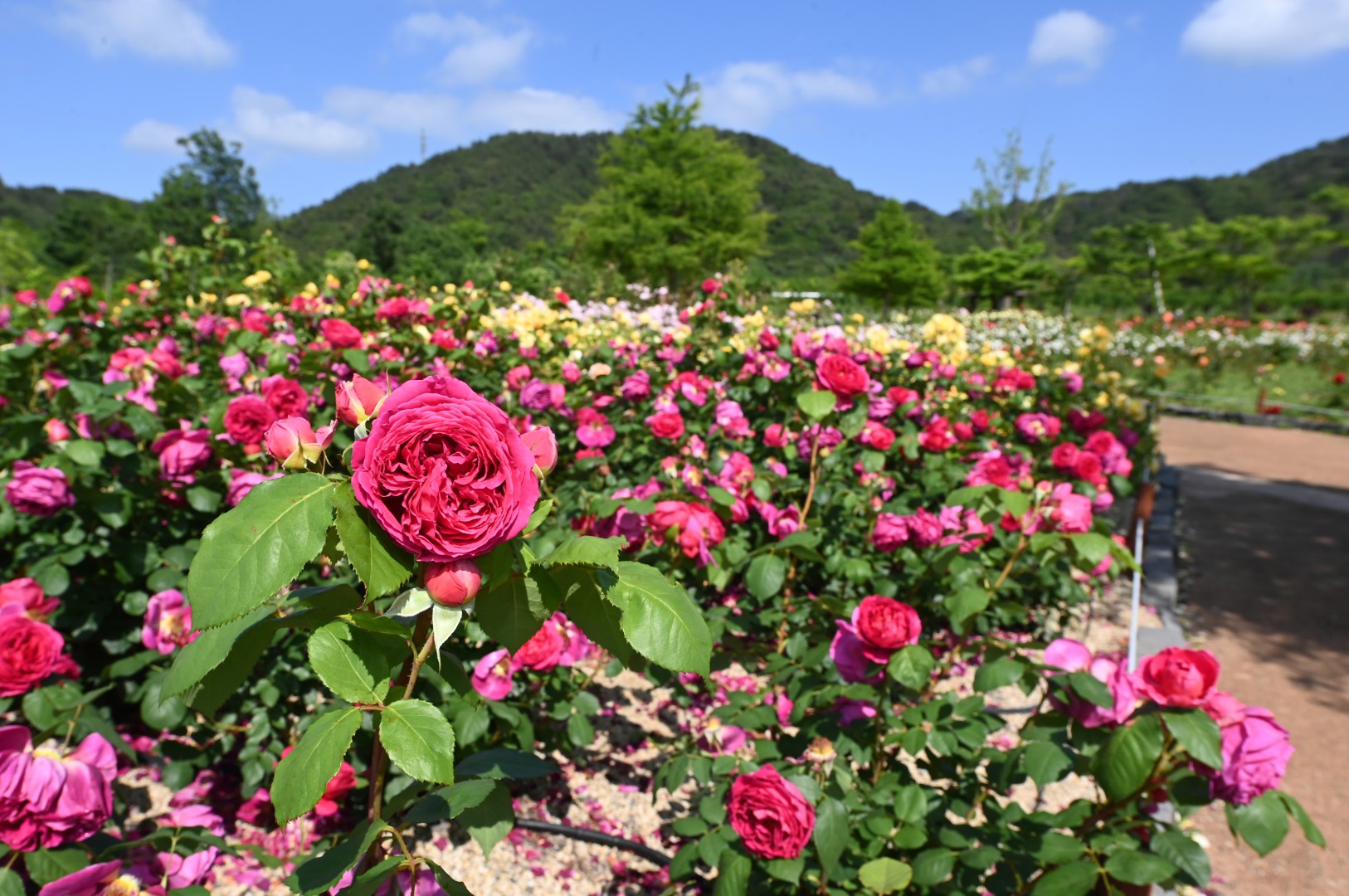 해운대수목원 장미원 스케치 3