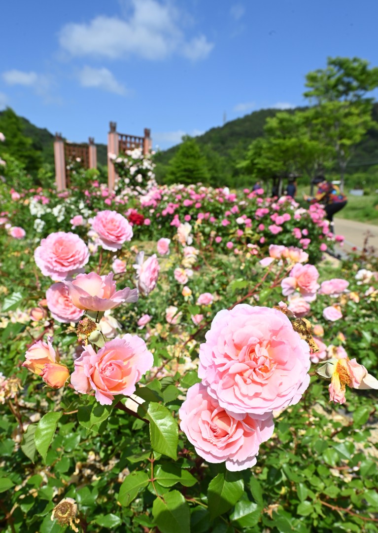 해운대수목원 장미원 스케치 27