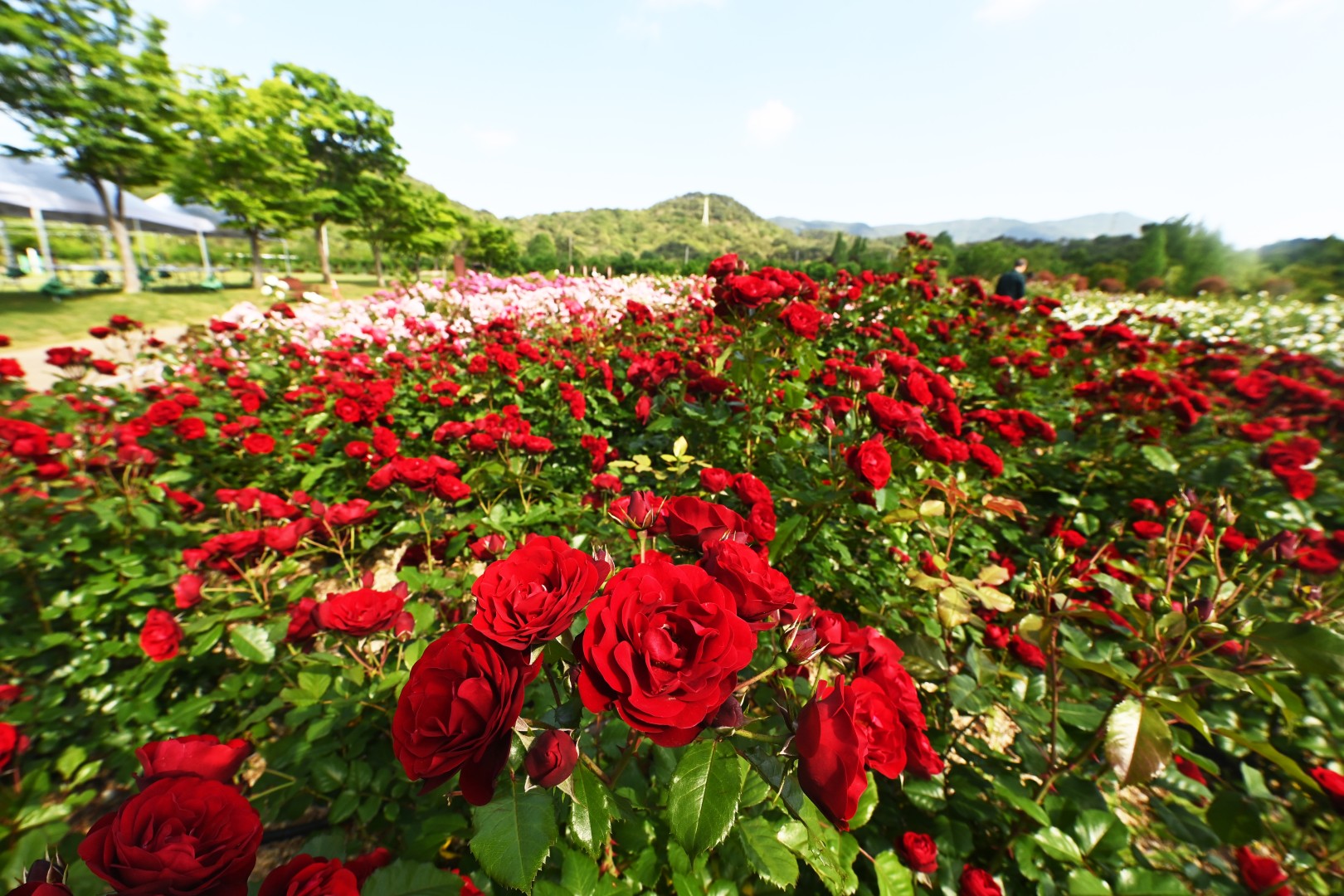 해운대수목원 장미원 스케치 41