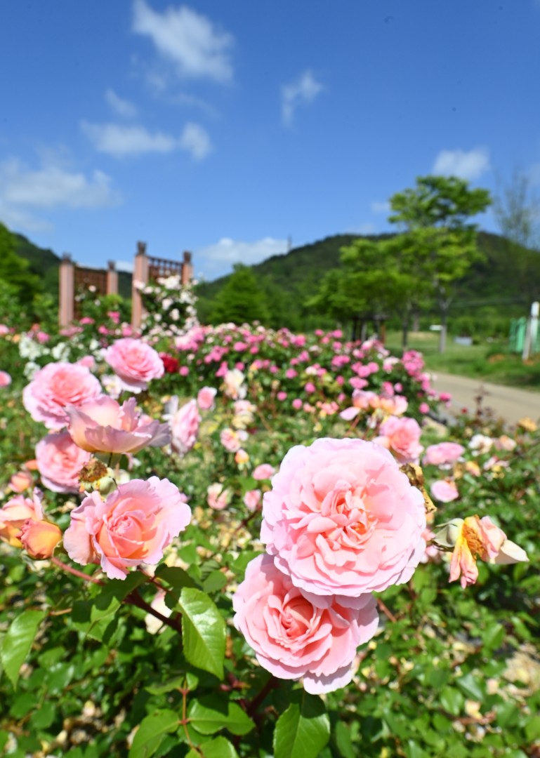 해운대수목원 장미원 스케치 25