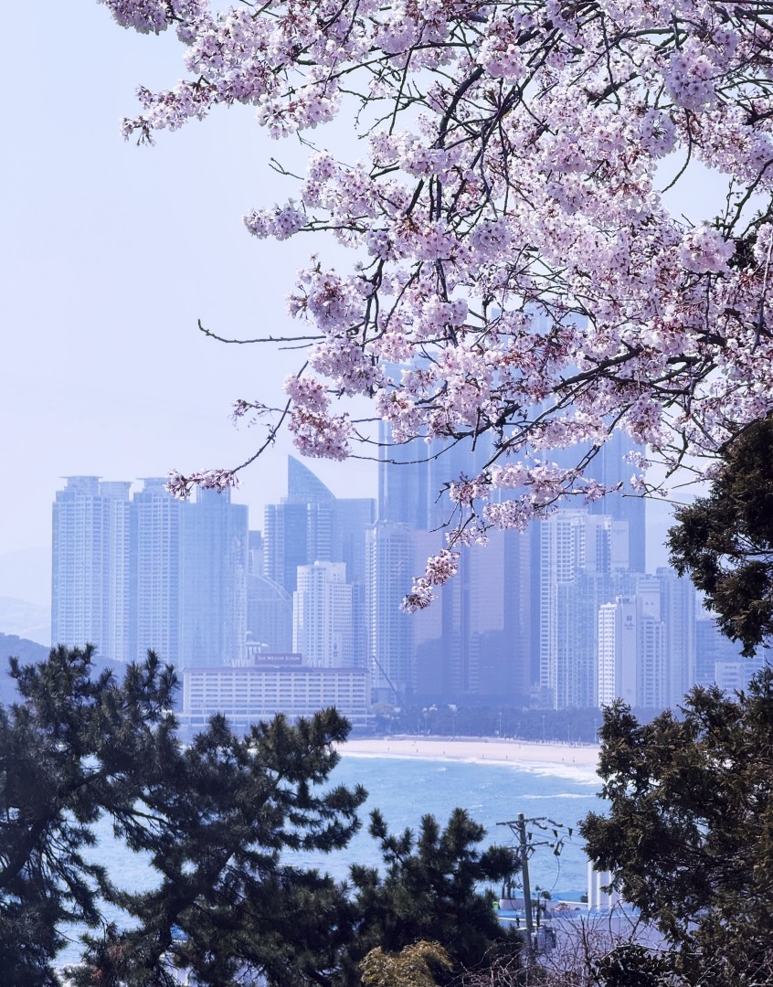 해운대 벚꽃 1