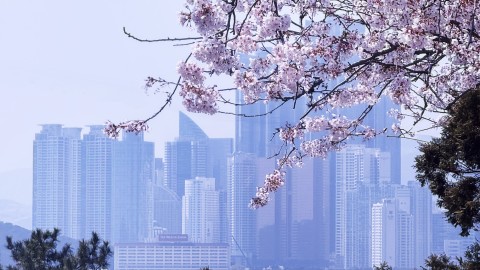 해운대 벚꽃