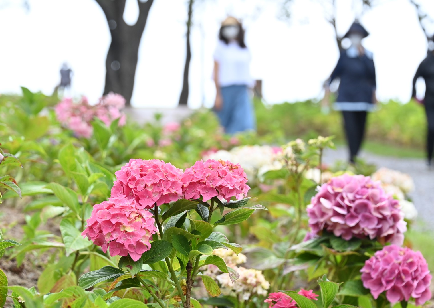 동백숲조성 준공식 17
